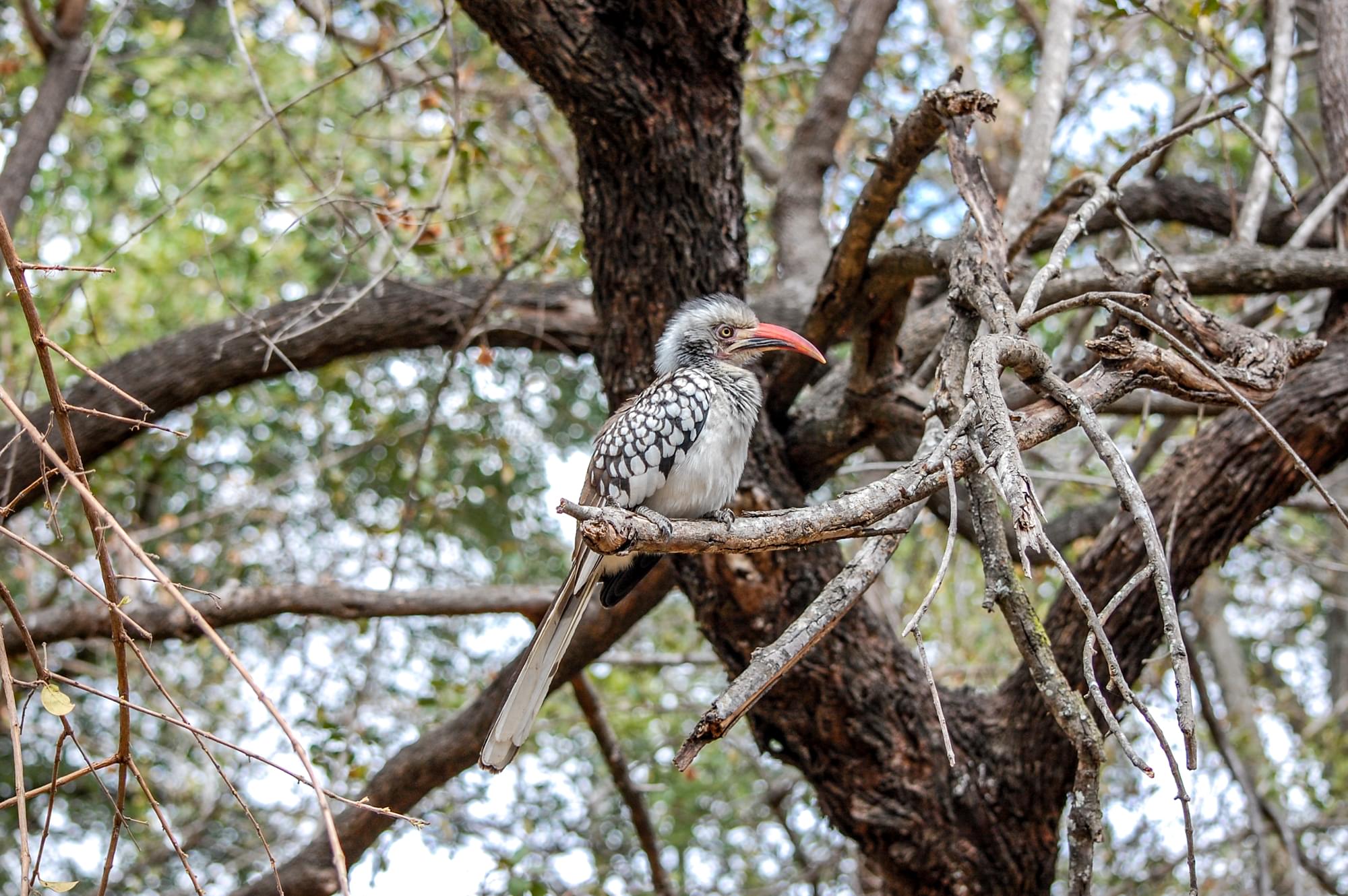 20120729   Sudafrica 0349